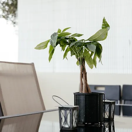 Leah's Deluxe Tersephanou