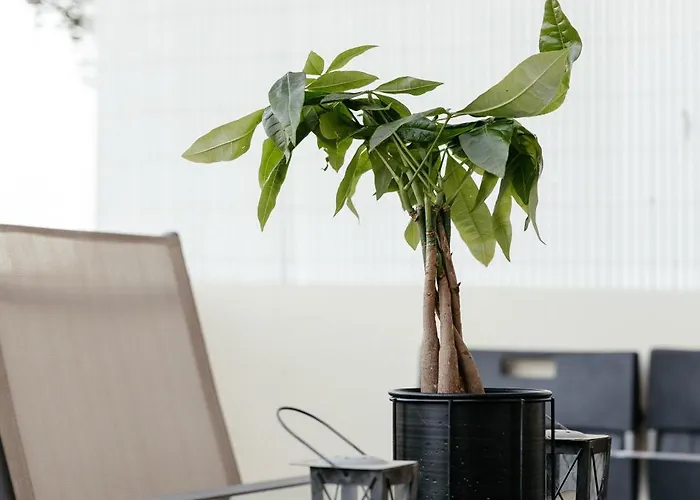 Leah's Deluxe Tersephanou